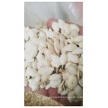 Chinese hulled shine skin snow white pumpkin seeds kernels squash seeds